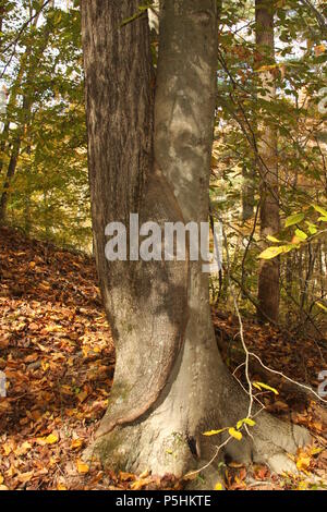 Inosculation: two different trees joined together at the base of their trunk. Conjoined trees. Husband and wife trees. Stock Photo
