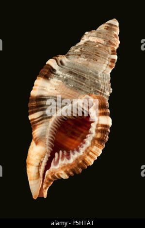 Seashells of Monoplex pilearis (or Cymatium pileare). Malacology collection. Spain. Europe Stock Photo