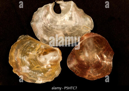Malacology: Pearly shell (various colors) Stock Photo