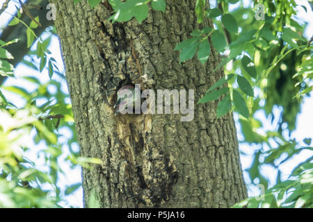 London, UK. 27 June, 2018. A young green woodpecker waits to be fed at its nest site in Peckham Rye. David Rowe/ Alamy Live News Stock Photo