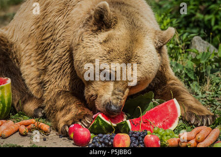 Zakupy, Czech Republic. 27th June, 2018. Brown bear (Ursus arctos) called Medousek celebrates his 25th birthday by eating fruits at the Zakupy Chateau, Czech Republic, on June 27, 2018. Credit: Radek Petrasek/CTK Photo/Alamy Live News Stock Photo Zakupy, Czech Republic. 27th June, 2018. Brown bear (Ursus arctos) called Medousek celebrates his 25th birthday by eating fruits at the Zakupy Chateau, Czech Republic, on June 27, 2018. Credit: Radek Petrasek/CTK Photo/Alamy Live News Stock Photo