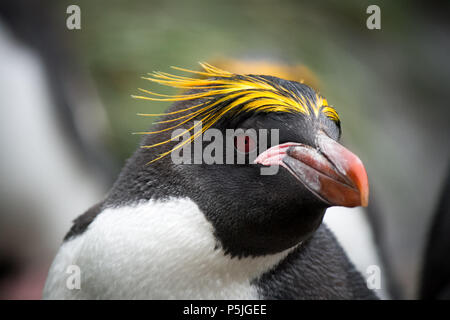 Macaroni Penguin Portrait Stock Photo