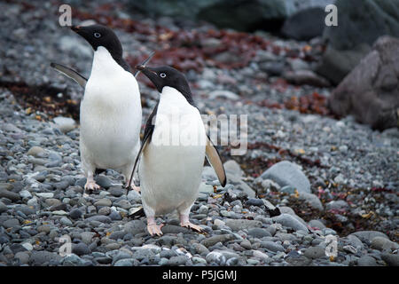 Pair of Adelie Penguins looking left Stock Photo