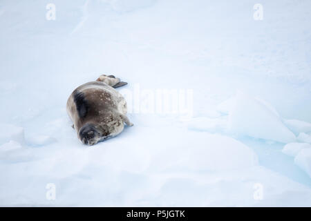 Weddell Seal on an ice floe, Antarctica Stock Photo