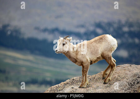 Young Rocky Mountain Big horn sheeo standing on a cliff in Colorado Stock Photo