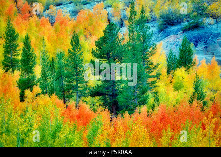 Mixed forest of aspens in fall colors and fir trees. Inyo National Forest. California