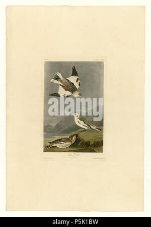 N/A. Plate 189 of Birds of America by John James Audubon depicting Snow Bunting. between 1827 and 1838.   John James Audubon  (1785–1851)       Alternative names Birth name: Jean-Jacques-Fougère Audubon  Description American ornithologist, naturalist, hunter and painter  Date of birth/death 26 April 1785 27 January 1851  Location of birth/death Les Cayes (Haiti) New York City  Work location Louisville, New Orleans, New York City, Florida  Authority control  : Q182882 VIAF:14765625 ISNI:0000 0001 1040 5229 ULAN:500016578 LCCN:n79018677 NLA:35010139 WorldCat 31 189 Snow Bunting Stock Photo