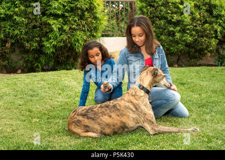 Two sisters younger older brushing Greyhound dog  with collar outside on grass MR  © Myrleen Pearson.   Ferguson Cate Stock Photo