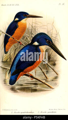 Shiningblue kingfisher (Alcedo quadribrachys), Shining Kingfisher