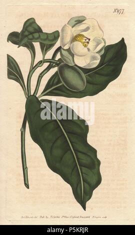 Dwarf magnolia with white flowers, a native of China and Java.. . Magnolia coco (Magnolia pumila). . Handcolored copperplate engraving from a botanical illustration by Sydenham Edwards from William Curtis's 'Botanical Magazine' 1790-1800. Stock Photo