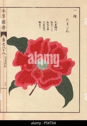 Crimson camellia 'Tamagure'. . Thea japonica Nois. flore pleno forma. . Colour-printed woodblock engraving by Kan'en Iwasaki from 'Honzo Zufu,' an Illustrated Guide to Medicinal Plants, 1884. Iwasaki (1786-1842) was a Japanese botanist, entomologist and zoologist. He was one of the first Japanese botanists to incorporate western knowledge into his studies. Stock Photo