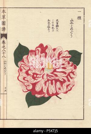 Pink and white camellia 'Miyakomeguri'. Thea japonica Nois. flore semipleno foma. Colour-printed woodblock engraving by Kan'en Iwasaki from 'Honzo Zufu,' an Illustrated Guide to Medicinal Plants, 1884. Iwasaki (1786-1842) was a Japanese botanist, entomologist and zoologist. He was one of the first Japanese botanists to incorporate western knowledge into his studies. Stock Photo