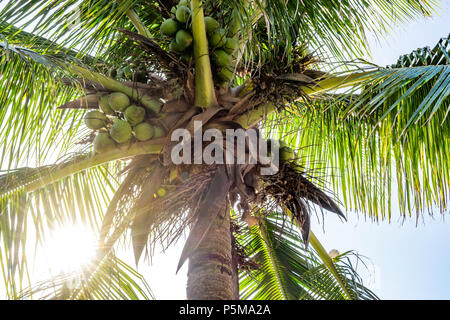 Palm coconut tree with many green coconuts, closeup full frame, with blue sky in the background, sunlight coming through and lens flares Stock Photo