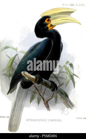 N/A. Anthracoceros lemprieri = Anthracoceros marchei Oustalet, 1885,  English: Palawan Hornbill, adult male . 1885 (published 1886).   John Gerrard Keulemans  (1842–1912)      Alternative names Johannes Gerardus Keulemans; J. G. Keulemans  Description Dutch ornithologist and artist  Date of birth/death 8 June 1842 29 December 1912  Location of birth/death Rotterdam London  Authority control  : Q1335286 VIAF:42113661 ISNI:0000 0000 6313 981X ULAN:500041975 LCCN:no98083374 NLA:35268760 WorldCat 109 AnthracocerosLemprieriKeulemans Stock Photo