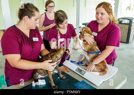 Everglades City Florida,after Hurricane Irma,storm aid disaster recovery,free veterinary care,veterinarian,volunteer volunteers volunteering work work Stock Photo