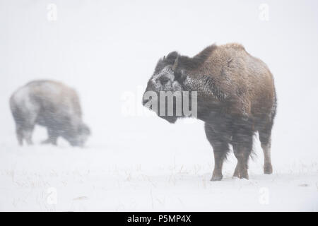 American Bison / Bisons ( Bison bison ) in harsh winter weather, during a blizzard, snow storm, heavy snowfall, snwo and ice crusted fur, strong winds Stock Photo