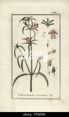 Weasel's snout, Misopates orontium. Handcoloured copperplate botanical engraving from Johannes Zorn's 'Afbeelding der Artseny-Gewassen,' Jan Christiaan Sepp, Amsterdam, 1796. Zorn first published his illustrated medical botany in Nurnberg in 1780 with 500 plates, and a Dutch edition followed in 1796 published by J.C. Sepp with an additional 100 plates. Zorn (1739-1799) was a German pharmacist and botanist who collected medical plants from all over Europe for his 'Icones plantarum medicinalium' for apothecaries and doctors. Stock Photo