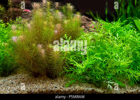 Green beautiful planted tropical freshwater aquarium Stock Photo
