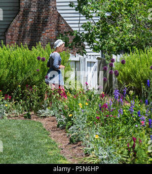 A  young Colonial Woman with a blue blouse, white cap and red skirt strolls through a flower garden in Colonial Williamsburg on a sunny summer day. Stock Photo