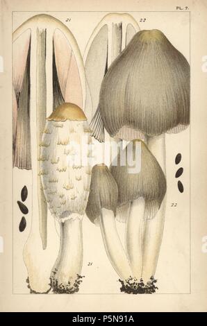 Shaggy ink cap, Coprinus comatus 21 and common ink cap mushroom, C. atramentarius 22. Chromolithograph after an illustration by M. C. Cooke from his own 'British Edible Fungi, how to distinguish and how to cook them,' London, Kegan Paul, 1891. Mordecai Cubitt Cooke (1825-1914) was a British botanist, mycologist and artist. He was curator a the India Musuem from 1860 to 1879, when he transferred along with the botanical collection to the Royal Botanic Gardens, Kew. Stock Photo