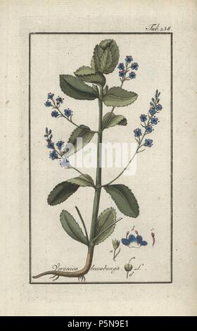 Brooklime or European speedwell, Veronica beccabunga. Handcoloured copperplate botanical engraving from Johannes Zorn's 'Afbeelding der Artseny-Gewassen,' Jan Christiaan Sepp, Amsterdam, 1796. Zorn first published his illustrated medical botany in Nurnberg in 1780 with 500 plates, and a Dutch edition followed in 1796 published by J.C. Sepp with an additional 100 plates. Zorn (1739-1799) was a German pharmacist and botanist who collected medical plants from all over Europe for his 'Icones plantarum medicinalium' for apothecaries and doctors. Stock Photo