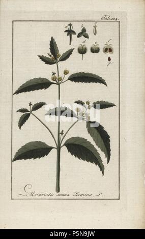 Annual mercury, Mercurialis annua Foemina, native to Europe. Handcoloured copperplate botanical engraving from Johannes Zorn's 'Afbeelding der Artseny-Gewassen,' Jan Christiaan Sepp, Amsterdam, 1796. Zorn first published his illustrated medical botany in Nurnberg in 1780 with 500 plates, and a Dutch edition followed in 1796 published by J.C. Sepp with an additional 100 plates. Zorn (1739-1799) was a German pharmacist and botanist who collected medical plants from all over Europe for his 'Icones plantarum medicinalium' for apothecaries and doctors. Stock Photo