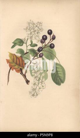 Bird cherry with flowers and fruit and dried autumn leaf, Prunus padus. Handcoloured botanical illustration drawn from nature by Mrs. Rebecca Hey from her own 'Spirit of the Woods,' London, Longman, Rees, 1837. Rebecca Hey was a Victorian writer, poet and artist who wrote 'Moral of Flowers' 1833 and 'Recollections of the Lakes' 1841. The plates were probably engraved by William Clark, former draughtsman to the London Horticultural Society, and engraver on Hey's previous book. Stock Photo