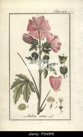 Hollyhock mallow, Malva alcea. Handcoloured copperplate botanical engraving from Johannes Zorn's 'Afbeelding der Artseny-Gewassen,' Jan Christiaan Sepp, Amsterdam, 1796. Zorn first published his illustrated medical botany in Nurnberg in 1780 with 500 plates, and a Dutch edition followed in 1796 published by J.C. Sepp with an additional 100 plates. Zorn (1739-1799) was a German pharmacist and botanist who collected medical plants from all over Europe for his 'Icones plantarum medicinalium' for apothecaries and doctors. Stock Photo