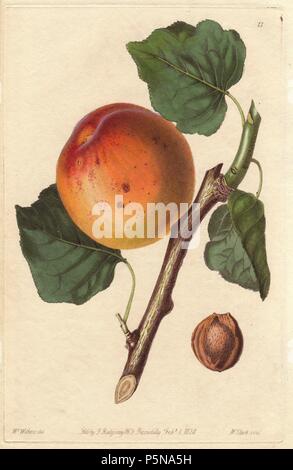 Roman apricot, Prunus armeniaca, old and worst variety. Handcoloured copperplate engraving by William Clark from a botanical illustration by Augusta Withers from John Lindley's 'Pomological Magazine,' James Ridgway, London, 1828. The magazine was published in three volumes from 1828 to 1830 and discontinued at plate 152 because of a dispute between the editors. Lindley (1795-1865) was an English botanist and gardener who published books on roses, orchids, and fruit. Mrs. Withers (1793-1877) was an eminent Victorian botanical artist and Flower Painter in Ordinary to Queen Adelaide. Stock Photo