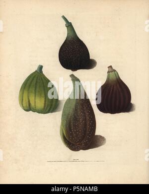 Fig varieties, Ficus carica: Brown Malta, White Marseilles, Purple Fig and Brown Naples or Italian Fig. Handcoloured stipple engraving of an illustration by George Brookshaw from his own 'Pomona Britannica,' London, Longman, Hurst, etc., 1817. The quarto edition of the original folio edition published from 1804-1812. Brookshaw (1751-1823) was a successful cabinet maker who disappeared in the 1790s before returning as a flower painter with the anonymous 'New Treatise on Flower Painting,' 1797. Stock Photo