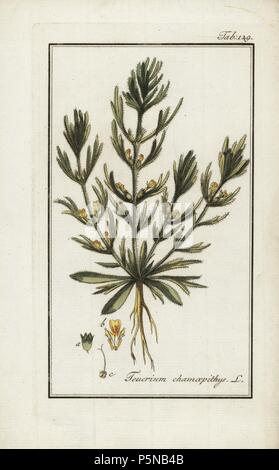 Yellow bugle, Ajuga chamaepitys, native to Europe and north Africa. Handcoloured copperplate botanical engraving from Johannes Zorn's 'Afbeelding der Artseny-Gewassen,' Jan Christiaan Sepp, Amsterdam, 1796. Zorn first published his illustrated medical botany in Nurnberg in 1780 with 500 plates, and a Dutch edition followed in 1796 published by J.C. Sepp with an additional 100 plates. Zorn (1739-1799) was a German pharmacist and botanist who collected medical plants from all over Europe for his 'Icones plantarum medicinalium' for apothecaries and doctors. Stock Photo