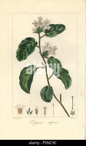 Mayflower or trailing arbutus, Epigaea repens, native to America. Handcoloured stipple engraving on copper by Barrois from a botanical illustration by Pancrace Bessa from Mordant de Launay's 'Herbier General de l'Amateur,' Audot, Paris, 1820. The Herbier was published from 1810 to 1827 and edited by Mordant de Launay and Loiseleur-Deslongchamps. Bessa (1772-1830s), along with Redoute and Turpin, is considered one of the greatest French botanical artists of the 19th century. Stock Photo