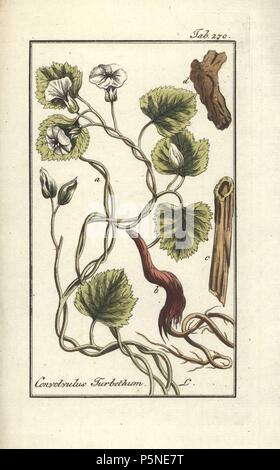Turpeth, Operculina turpethum. Handcoloured copperplate botanical engraving from Johannes Zorn's 'Afbeelding der Artseny-Gewassen,' Jan Christiaan Sepp, Amsterdam, 1796. Zorn first published his illustrated medical botany in Nurnberg in 1780 with 500 plates, and a Dutch edition followed in 1796 published by J.C. Sepp with an additional 100 plates. Zorn (1739-1799) was a German pharmacist and botanist who collected medical plants from all over Europe for his 'Icones plantarum medicinalium' for apothecaries and doctors. Stock Photo