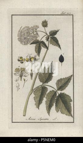 Eurasian baneberry or Herb Christopher, Actaea spicata. Handcoloured copperplate botanical engraving from Johannes Zorn's 'Afbeelding der Artseny-Gewassen,' Jan Christiaan Sepp, Amsterdam, 1796. Zorn first published his illustrated medical botany in Nurnberg in 1780 with 500 plates, and a Dutch edition followed in 1796 published by J.C. Sepp with an additional 100 plates. Zorn (1739-1799) was a German pharmacist and botanist who collected medical plants from all over Europe for his 'Icones plantarum medicinalium' for apothecaries and doctors. Stock Photo