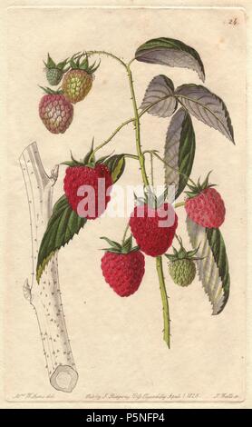 Red Antwerp raspberry, Rubus idaeus. Handcoloured copperplate engraving by S. Watts from a botanical illustration by Augusta Withers from John Lindley's 'Pomological Magazine,' James Ridgway, London, 1828. The magazine was published in three volumes from 1828 to 1830 and discontinued at plate 152 because of a dispute between the editors. Lindley (1795-1865) was an English botanist and gardener who published books on roses, orchids, and fruit. Mrs. Withers (1793-1877) was an eminent Victorian botanical artist and Flower Painter in Ordinary to Queen Adelaide. Stock Photo