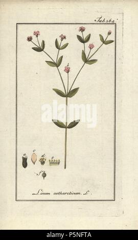 Fairy flax, Linum catharticum. Handcoloured copperplate botanical engraving from Johannes Zorn's 'Afbeelding der Artseny-Gewassen,' Jan Christiaan Sepp, Amsterdam, 1796. Zorn first published his illustrated medical botany in Nurnberg in 1780 with 500 plates, and a Dutch edition followed in 1796 published by J.C. Sepp with an additional 100 plates. Zorn (1739-1799) was a German pharmacist and botanist who collected medical plants from all over Europe for his 'Icones plantarum medicinalium' for apothecaries and doctors. Stock Photo