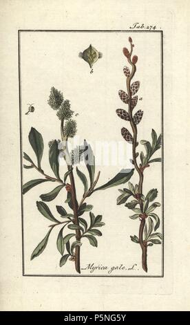 Sweet gale or bog myrtle, Myrica gale. Handcoloured copperplate botanical engraving from Johannes Zorn's 'Afbeelding der Artseny-Gewassen,' Jan Christiaan Sepp, Amsterdam, 1796. Zorn first published his illustrated medical botany in Nurnberg in 1780 with 500 plates, and a Dutch edition followed in 1796 published by J.C. Sepp with an additional 100 plates. Zorn (1739-1799) was a German pharmacist and botanist who collected medical plants from all over Europe for his 'Icones plantarum medicinalium' for apothecaries and doctors. Stock Photo