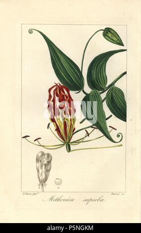 Flame lily, Gloriosa superba, native to tropical Africa and Asia. Handcoloured stipple engraving on copper by Barrois from a botanical illustration by Pancrace Bessa from Mordant de Launay's 'Herbier General de l'Amateur,' Audot, Paris, 1820. The Herbier was published from 1810 to 1827 and edited by Mordant de Launay and Loiseleur-Deslongchamps. Bessa (1772-1830s), along with Redoute and Turpin, is considered one of the greatest French botanical artists of the 19th century. Stock Photo