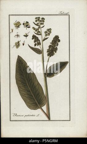 Patience dock, Rumex patientia, native to Europe. Handcoloured copperplate botanical engraving from Johannes Zorn's 'Afbeelding der Artseny-Gewassen,' Jan Christiaan Sepp, Amsterdam, 1796. Zorn first published his illustrated medical botany in Nurnberg in 1780 with 500 plates, and a Dutch edition followed in 1796 published by J.C. Sepp with an additional 100 plates. Zorn (1739-1799) was a German pharmacist and botanist who collected medical plants from all over Europe for his 'Icones plantarum medicinalium' for apothecaries and doctors. Stock Photo