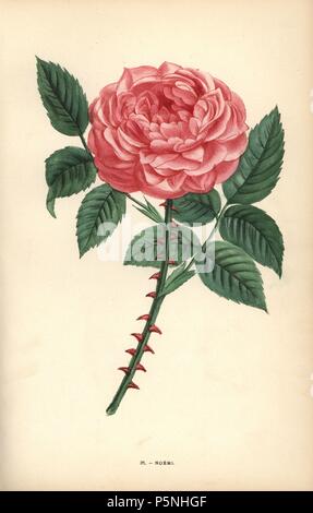 Noemi rose, hybrid raised by Monsieur Aubert of Rouen in 1847. Chromolithograph drawn and lithographed after nature by F. Grobon from Hippolyte Jamain and Eugene Forney's 'Les Roses,' Paris, J. Rothschild, 1873. Jamain was a rose grower and Forney a professor of arboriculture. François Frédéric Grobon (1815-1901) ran his own atelier and illustrated 'Fleurs' after Redoute with his brother Anthelme as the Grobon freres. Stock Photo