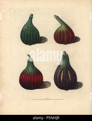 Fig varieties, Ficus carica: Green Ischias, Red Turkey, unknown variety and Turkey Fig. Handcoloured stipple engraving of an illustration by George Brookshaw from his own 'Pomona Britannica,' London, Longman, Hurst, etc., 1817. The quarto edition of the original folio edition published from 1804-1812. Brookshaw (1751-1823) was a successful cabinet maker who disappeared in the 1790s before returning as a flower painter with the anonymous 'New Treatise on Flower Painting,' 1797. Stock Photo