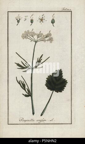 Anise or aniseed, Pimpinella anisum, native to Europe and Asia. Handcoloured copperplate botanical engraving from Johannes Zorn's 'Afbeelding der Artseny-Gewassen,' Jan Christiaan Sepp, Amsterdam, 1796. Zorn first published his illustrated medical botany in Nurnberg in 1780 with 500 plates, and a Dutch edition followed in 1796 published by J.C. Sepp with an additional 100 plates. Zorn (1739-1799) was a German pharmacist and botanist who collected medical plants from all over Europe for his 'Icones plantarum medicinalium' for apothecaries and doctors. Stock Photo