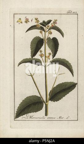 Annual mercury, Mercurialis annua Mas, native to Europe. Handcoloured copperplate botanical engraving from Johannes Zorn's 'Afbeelding der Artseny-Gewassen,' Jan Christiaan Sepp, Amsterdam, 1796. Zorn first published his illustrated medical botany in Nurnberg in 1780 with 500 plates, and a Dutch edition followed in 1796 published by J.C. Sepp with an additional 100 plates. Zorn (1739-1799) was a German pharmacist and botanist who collected medical plants from all over Europe for his 'Icones plantarum medicinalium' for apothecaries and doctors. Stock Photo