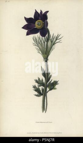 Pasque flower, Pulsatilla vulgaris. Handcoloured botanical illustration drawn and engraved by William Clark from Richard Morris's 'Flora Conspicua' London, Longman, Rees, 1826. William Clark was former draughtsman to the London Horticultural Society and illustrated many botanical books in the 1820s and 1830s. Stock Photo