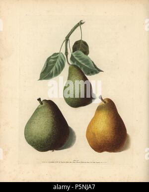 Pear varieties, Pyrus communis: Bishop's Thumb, and two types of Chaumontelle. Handcoloured stipple engraving of an illustration by George Brookshaw from his own 'Pomona Britannica,' London, Longman, Hurst, etc., 1817. The quarto edition of the original folio edition published from 1804-1812. Brookshaw (1751-1823) was a successful cabinet maker who disappeared in the 1790s before returning as a flower painter with the anonymous 'New Treatise on Flower Painting,' 1797. Stock Photo