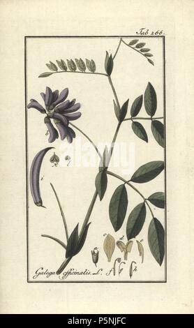 Goat's rue or French lilac, Galega officinalis. Handcoloured copperplate botanical engraving from Johannes Zorn's 'Afbeelding der Artseny-Gewassen,' Jan Christiaan Sepp, Amsterdam, 1796. Zorn first published his illustrated medical botany in Nurnberg in 1780 with 500 plates, and a Dutch edition followed in 1796 published by J.C. Sepp with an additional 100 plates. Zorn (1739-1799) was a German pharmacist and botanist who collected medical plants from all over Europe for his 'Icones plantarum medicinalium' for apothecaries and doctors. Stock Photo