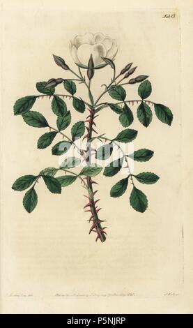 Abyssinian rose, Rosa abyssinica, with white flower, buds and thorny ...