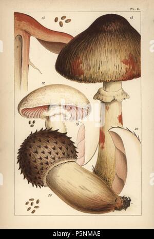 Bleeding mushroom, Agaricus haemorrhoidarius 18, field mushroom, A. campestris 19, and A. elvensis 20. Chromolithograph after an illustration by M. C. Cooke from his own 'British Edible Fungi, how to distinguish and how to cook them,' London, Kegan Paul, 1891. Mordecai Cubitt Cooke (1825-1914) was a British botanist, mycologist and artist. He was curator a the India Musuem from 1860 to 1879, when he transferred along with the botanical collection to the Royal Botanic Gardens, Kew. Stock Photo