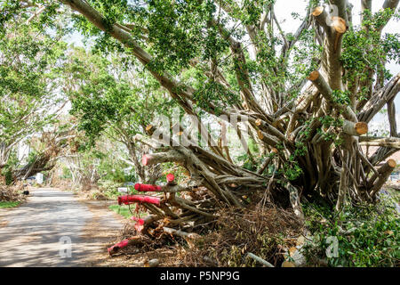 Naples Florida,Hurricane Irma,wind storm damage destruction aftermath,fallen toppled over large tree branches,debris,blocked road,FL170925069 Stock Photo