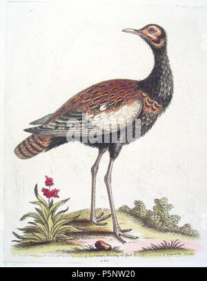 N/A. English: The Bengalian Bustard (Bengal Florican) by George Edwards . 1755.   George Edwards  (–1773)     Alternative names G. Edwards  Description English naturalist and artist  Date of birth/death 3 April 1694 / 3 April 1693 23 July 1773  Location of birth/death Stratford London  Authority control  : Q257668 VIAF:13086266 ISNI:0000 0000 7857 403X ULAN:500029410 LCCN:n85089987 Open Library:OL4694436A WorldCat 186 BengalianBustardGeorgeEdwards1755 Stock Photo